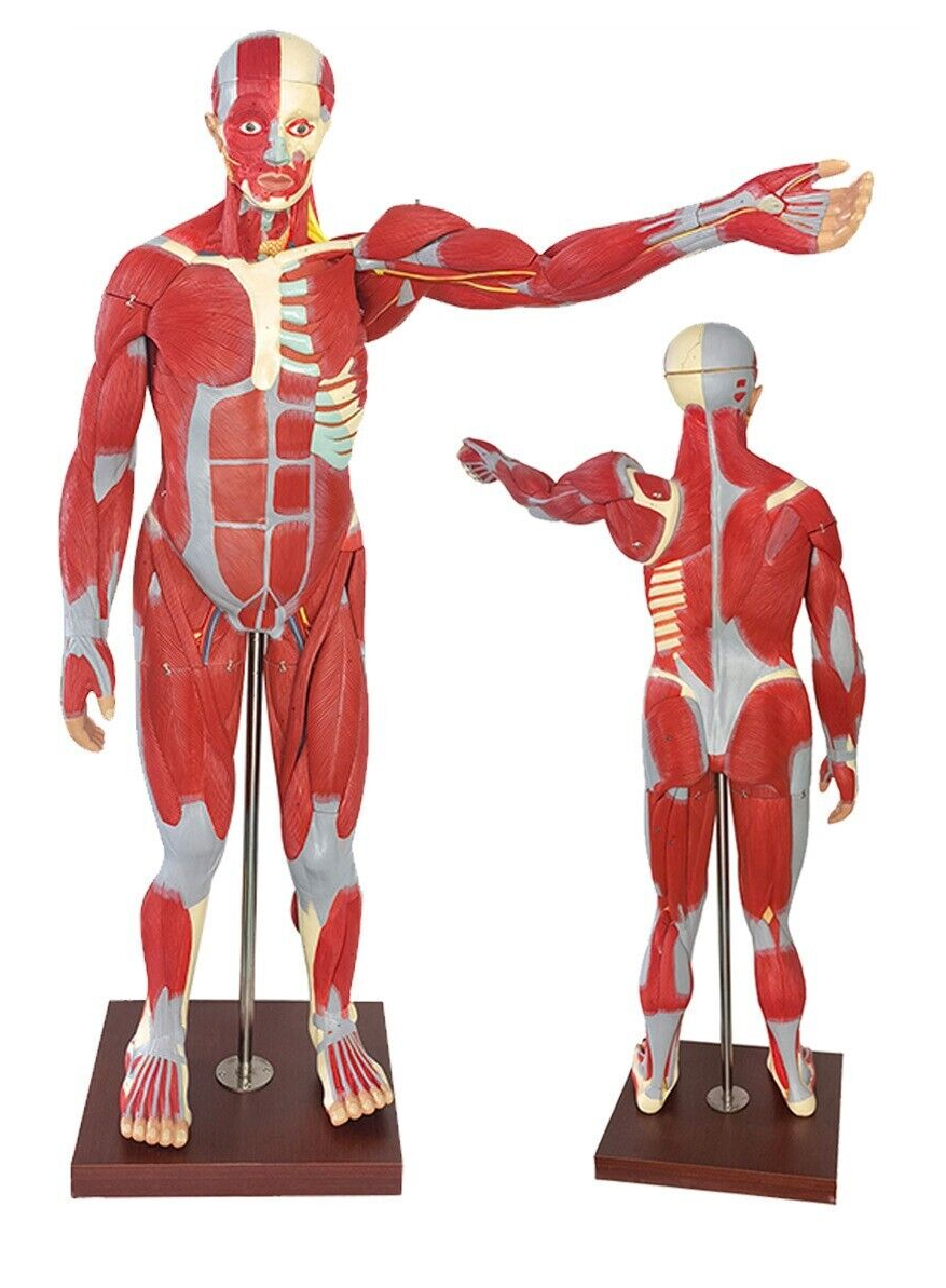 Modélo Anatómico Músculos de Cuerpo Completo