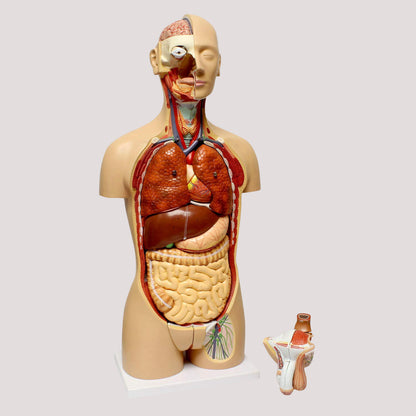 Maniqui Torso Humano 3D